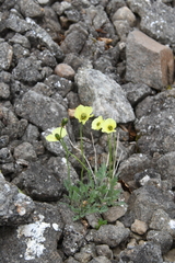 Papaver lapponicum orientale