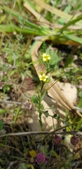 Linum strictum