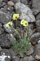 Papaver lapponicum orientale