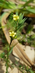 Linum strictum