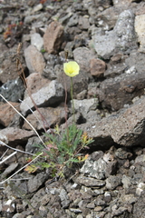 Papaver lapponicum orientale