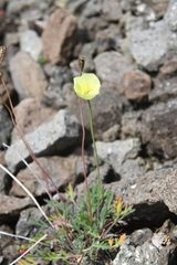 Papaver lapponicum orientale