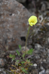 Papaver lapponicum orientale