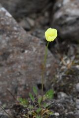 Papaver lapponicum orientale