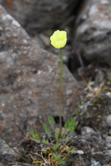 Papaver lapponicum orientale
