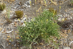 Synaphea gracillima