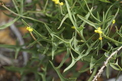 Synaphea gracillima