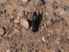 Ocypus fuscatus