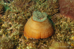 Metridioidea