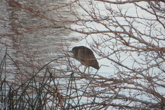 Nycticorax nycticorax