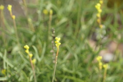 Synaphea gracillima