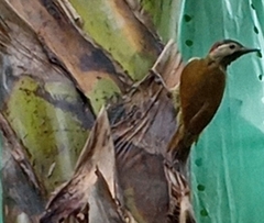 Colaptes rubiginosus