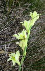 Gladiolus tristis