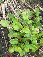 Epigaea
