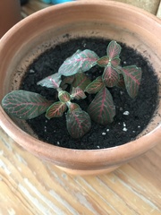 Fittonia