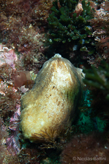 Fissurellidea