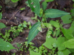 Commelina suffruticosa