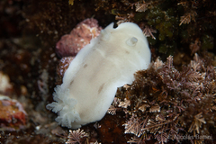 Diaulula punctuolata