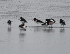 Haematopus ostralegus