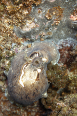 Fissurellidea
