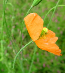 Papaver aculeatum