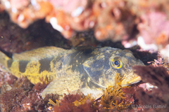 Vieja Thornfish photo 4