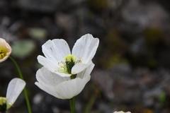 Papaver nudicaule