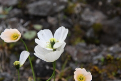 Papaver nudicaule
