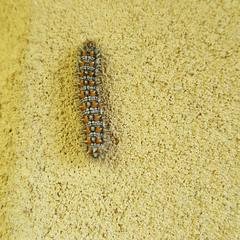 Melitaea didyma