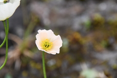 Papaver nudicaule