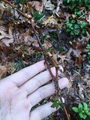 Rubus phoenicolasius
