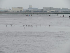 Haematopus ostralegus