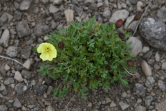 Papaver pulvinatum