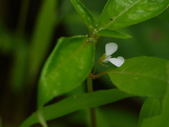 Impatiens minor