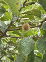 Terminalia phanerophlebia