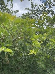 Terminalia phanerophlebia