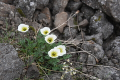 Papaver pulvinatum