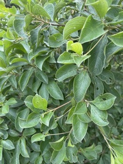 Terminalia phanerophlebia