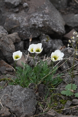 Papaver pulvinatum