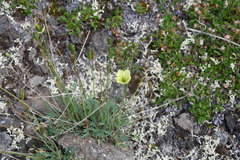 Papaver variegatum