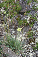 Papaver variegatum