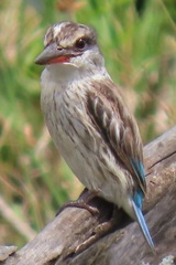 Halcyon chelicuti chelicuti