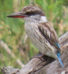 Halcyon chelicuti chelicuti