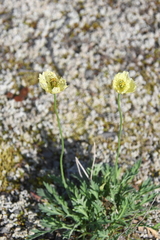 Papaver variegatum