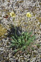 Papaver variegatum