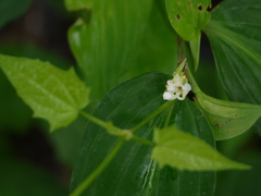 Commelina suffruticosa