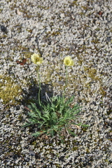 Papaver variegatum