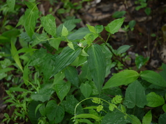 Commelina suffruticosa