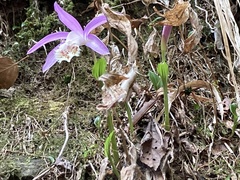 Pleione formosana