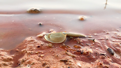 Triops australiensis